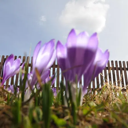 Lägenhet Carpe Diem Kościelisko